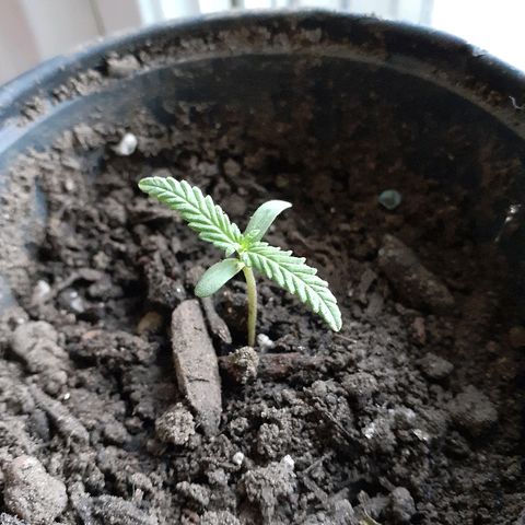 Unknown strain growlog timeline photo