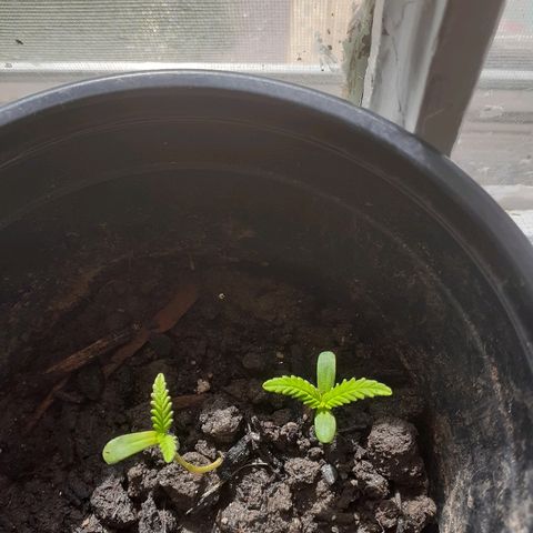 Unknown strain growlog timeline photo