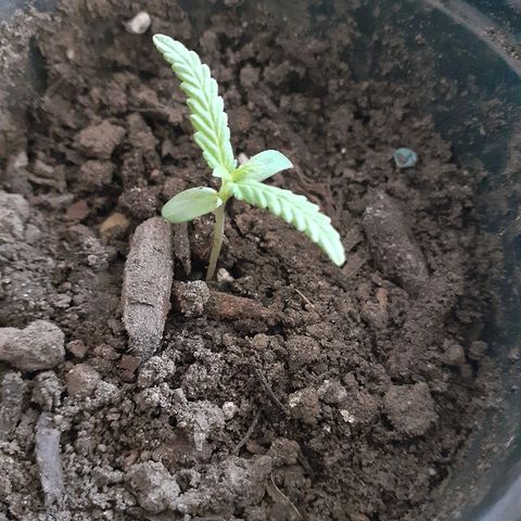 Unknown strain growlog timeline photo
