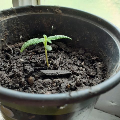 Unknown strain growlog photo: New leaves .