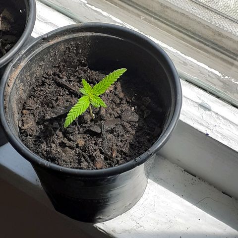 Unknown strain growlog timeline photo