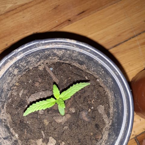 Unknown strain growlog timeline photo