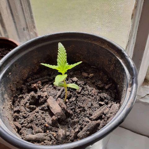 Unknown strain growlog timeline photo