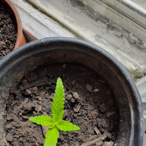 Unknown strain growlog timeline photo