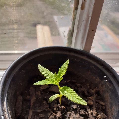 Unknown strain growlog timeline photo