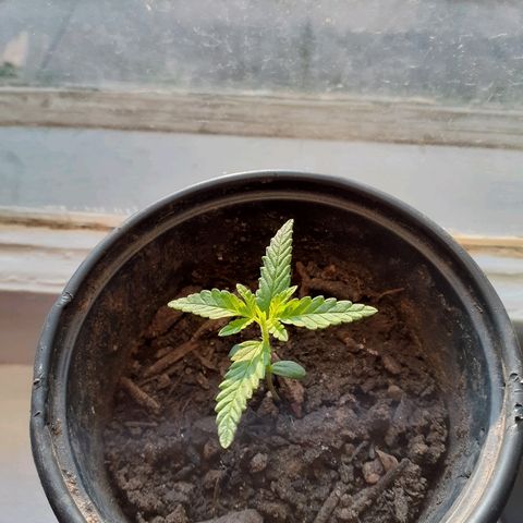 Unknown strain growlog timeline photo