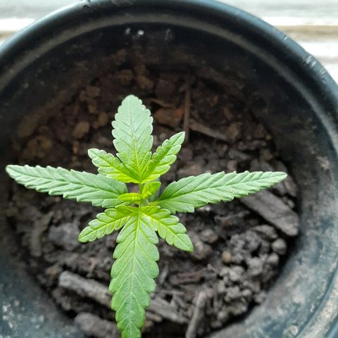 Unknown strain growlog timeline photo