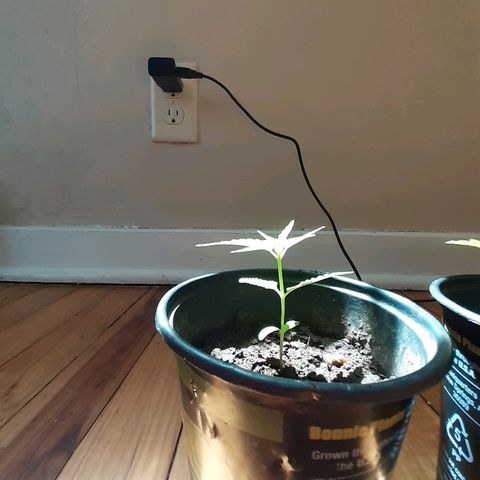 Unknown strain growlog timeline photo