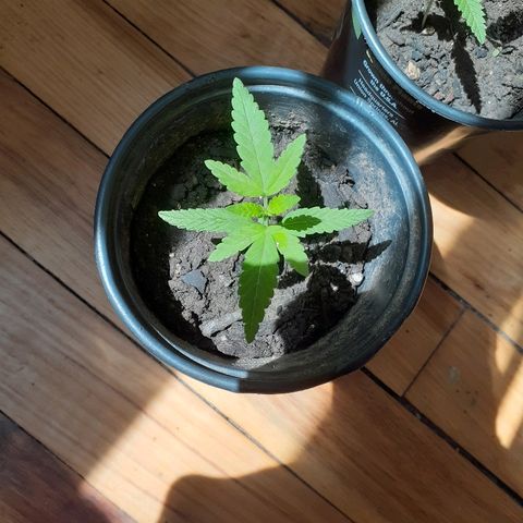 Unknown strain growlog timeline photo