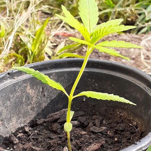 Unknown strain growlog timeline photo