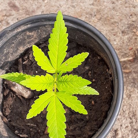 Unknown strain growlog timeline photo