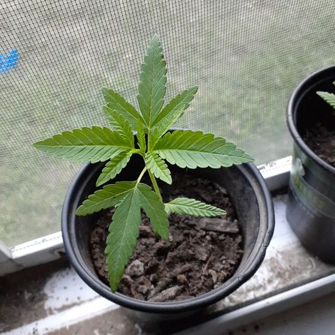 Unknown strain growlog timeline photo