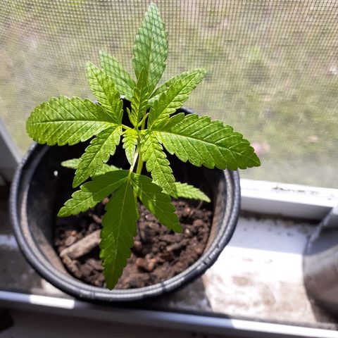 Unknown strain growlog timeline photo