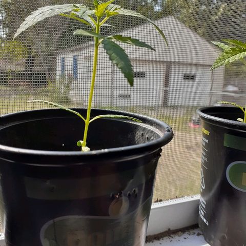 Unknown strain growlog timeline photo