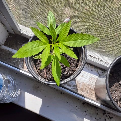 Unknown strain growlog timeline photo