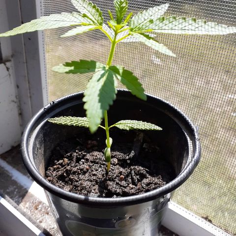 Unknown strain growlog timeline photo