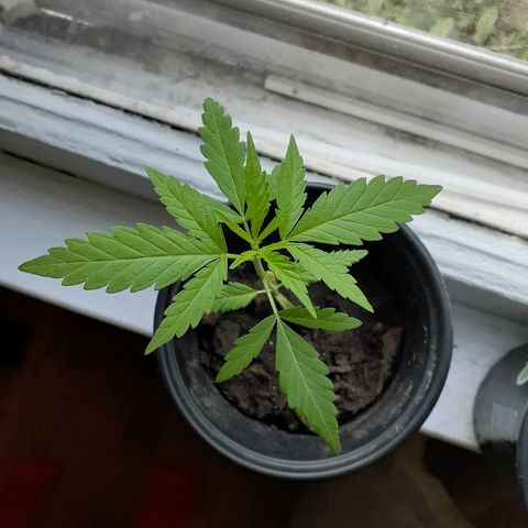 Unknown strain growlog timeline photo
