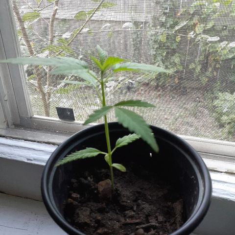 Unknown strain growlog timeline photo