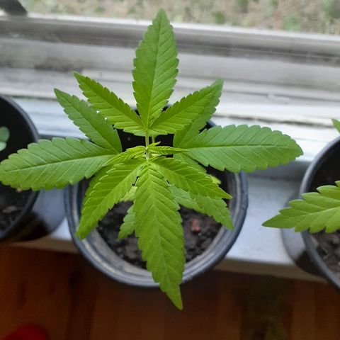 Unknown strain growlog timeline photo