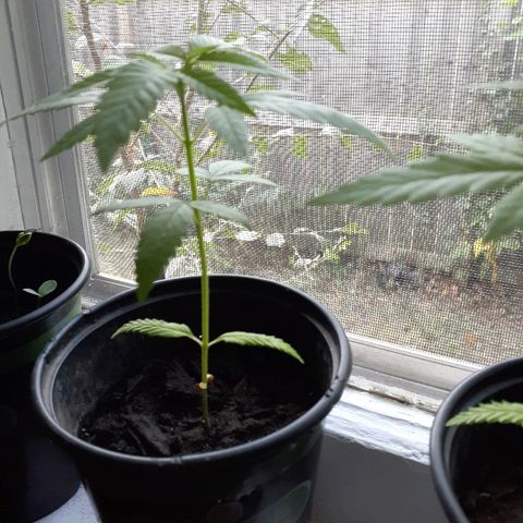 Unknown strain growlog timeline photo