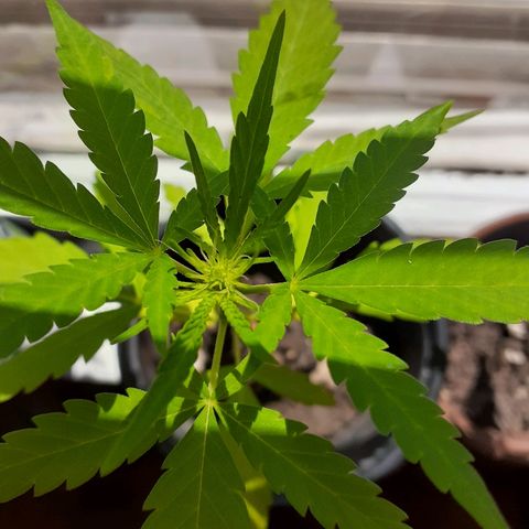 Unknown strain growlog photo: Preflower today