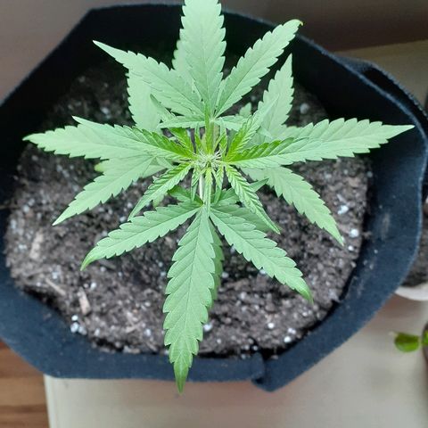 Unknown strain growlog timeline photo