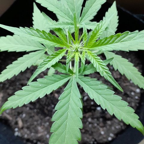 Unknown strain growlog timeline photo