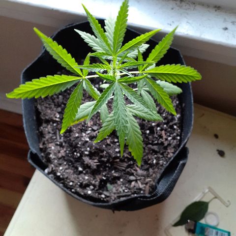 Unknown strain growlog timeline photo