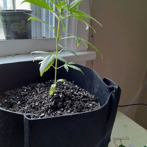 Unknown strain growlog timeline photo