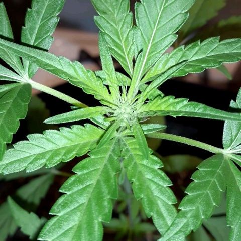 Unknown strain growlog timeline photo