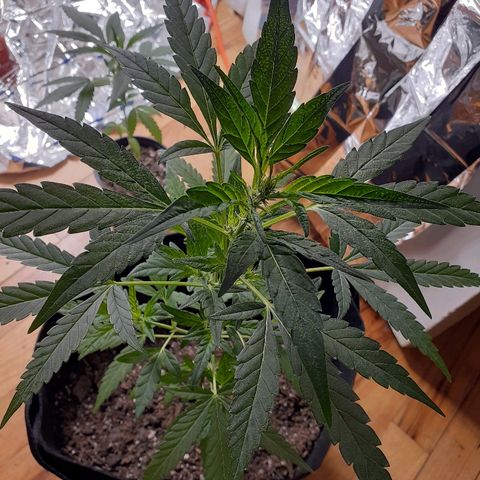 Unknown strain growlog timeline photo