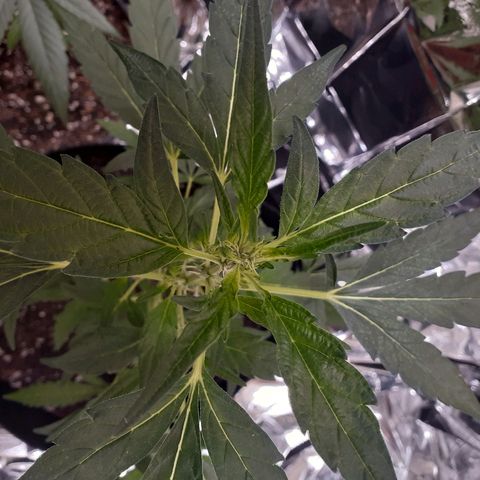 Unknown strain growlog timeline photo