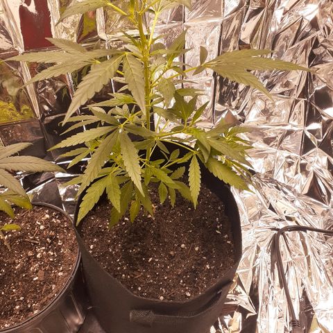 Unknown strain growlog timeline photo