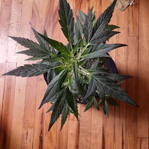 Unknown strain growlog timeline photo