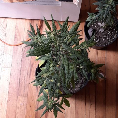 Unknown strain growlog timeline photo