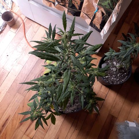 Unknown strain growlog timeline photo
