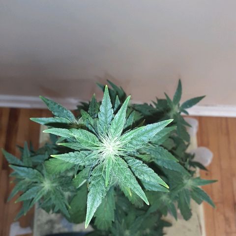 Unknown strain growlog timeline photo