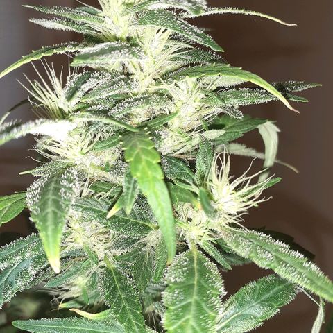 Unknown strain growlog timeline photo