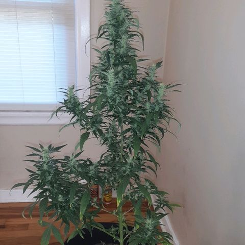 Unknown strain growlog timeline photo