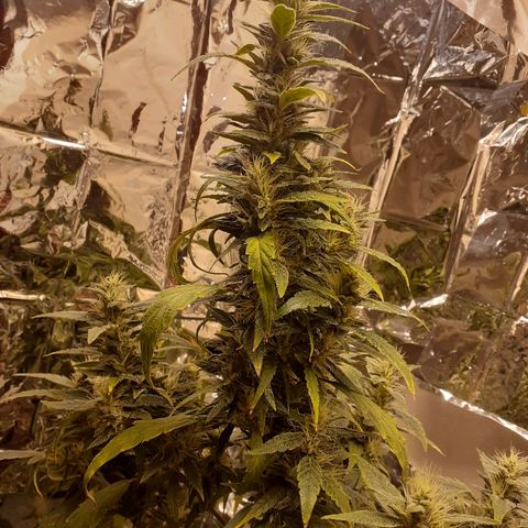 Unknown strain growlog timeline photo