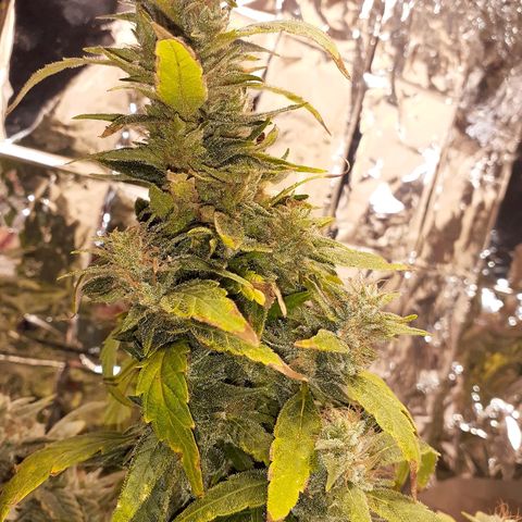 Unknown strain growlog timeline photo