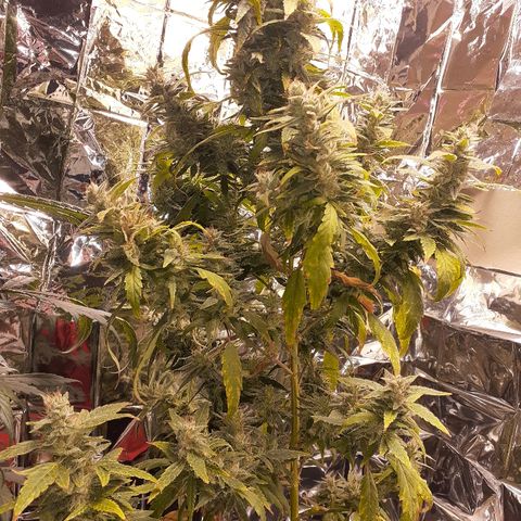 Unknown strain growlog timeline photo