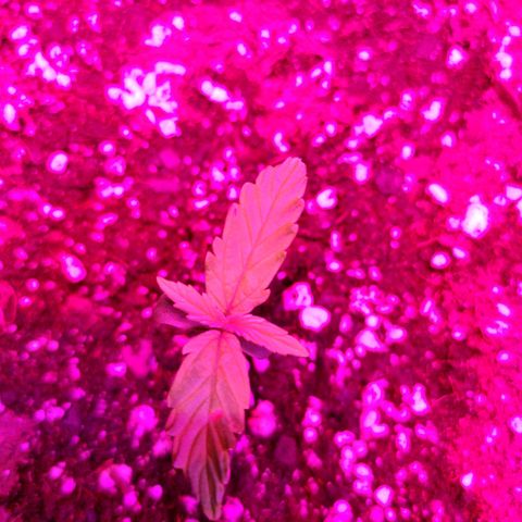 Revolver #2 growlog photo: First pics. 