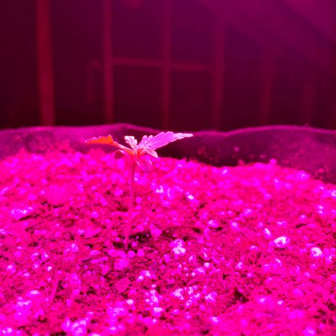 Revolver #2 growlog photo: First pics. 