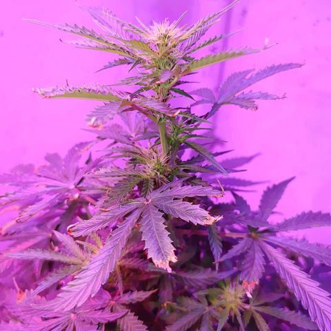 Revolver #2 growlog timeline photo