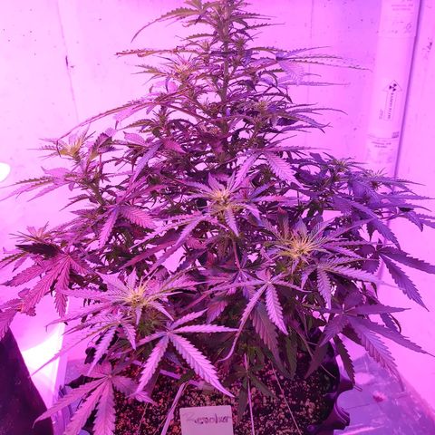 Revolver #2 growlog timeline photo