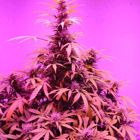 Revolver #2 growlog timeline photo