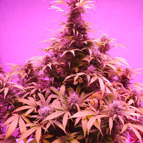 Revolver #2 growlog timeline photo