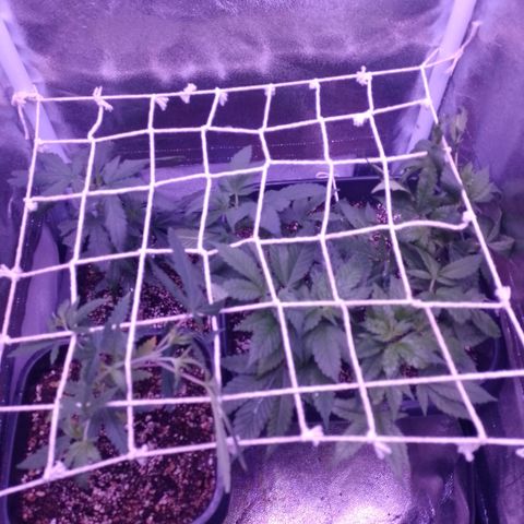 Purple Punch growlog timeline photo