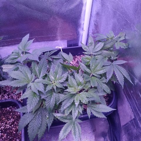 Purple Punch growlog timeline photo